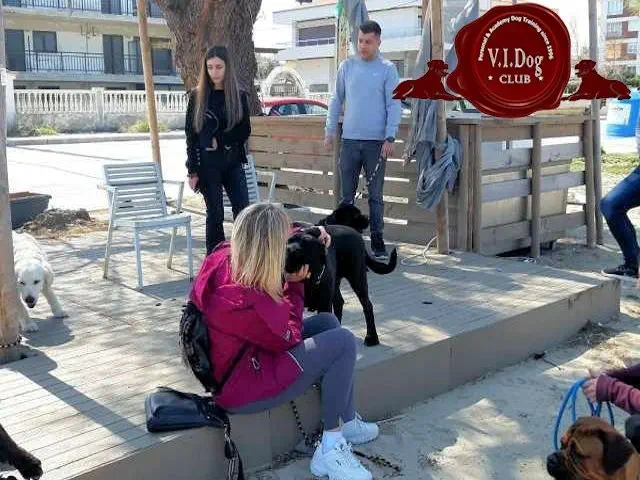 dog socialization walk at Thessaloniki