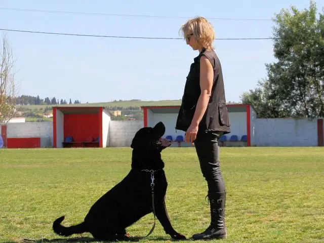 rottweiler participation at working dog exams