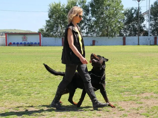 εξετάσεις εργασίας σκύλων
περπάτημα
δίπλα 
με Rottweiler