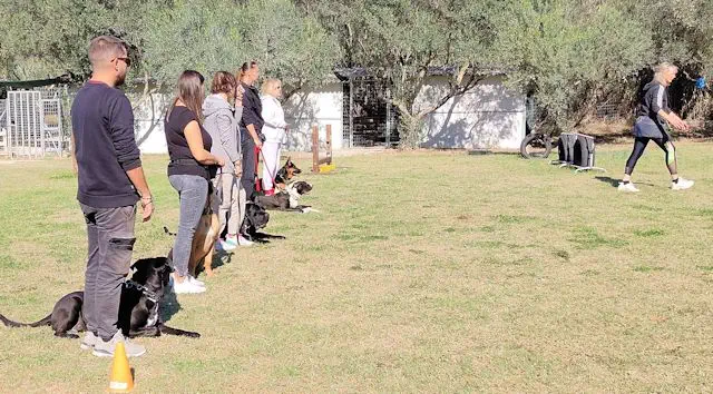 dog training Thessaloniki