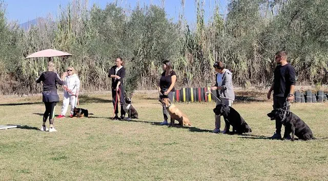 basic dog training at Thessalonikis