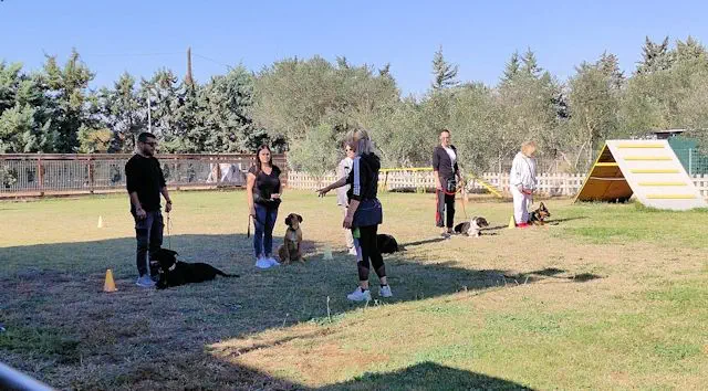 group dogs training