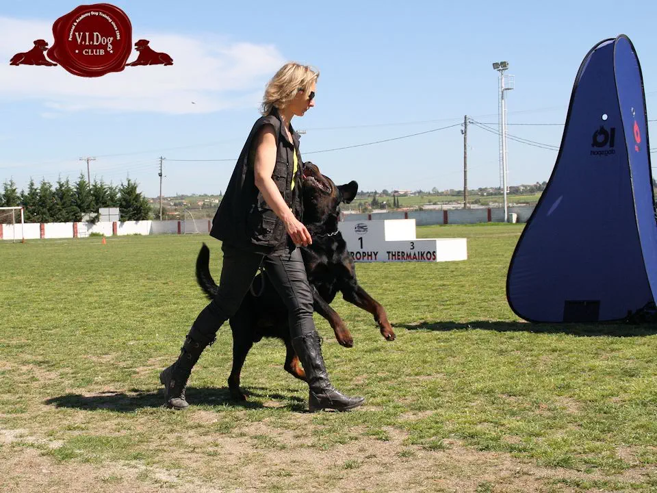 dog preparation, 
handling, participation
at working dogs exams