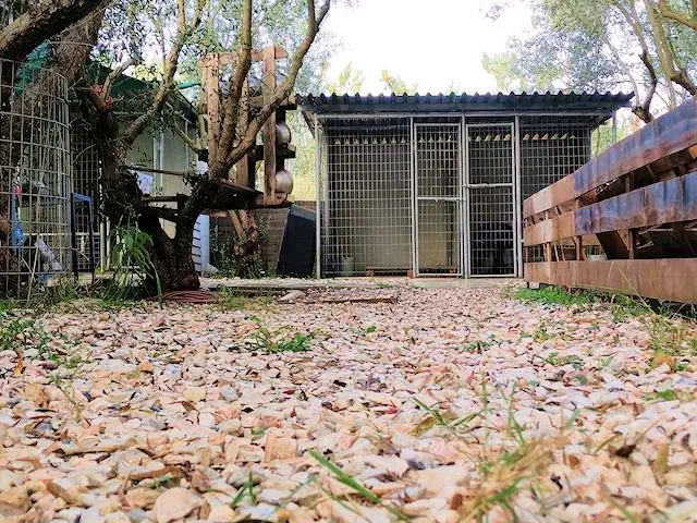 dog accommodation area
