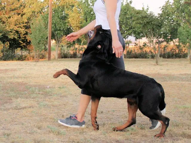 basic dog training - Salonica