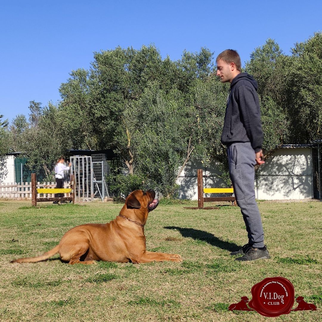 school for dog trainers