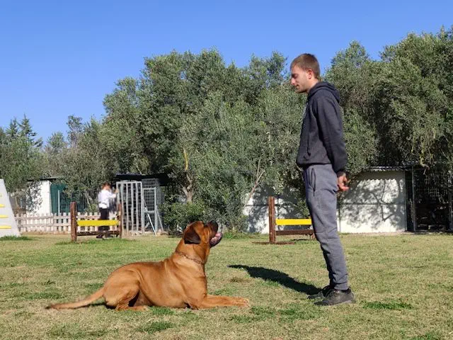 σχολή εκπαιδευτών σκύλων στη Θεσσαλονίκη