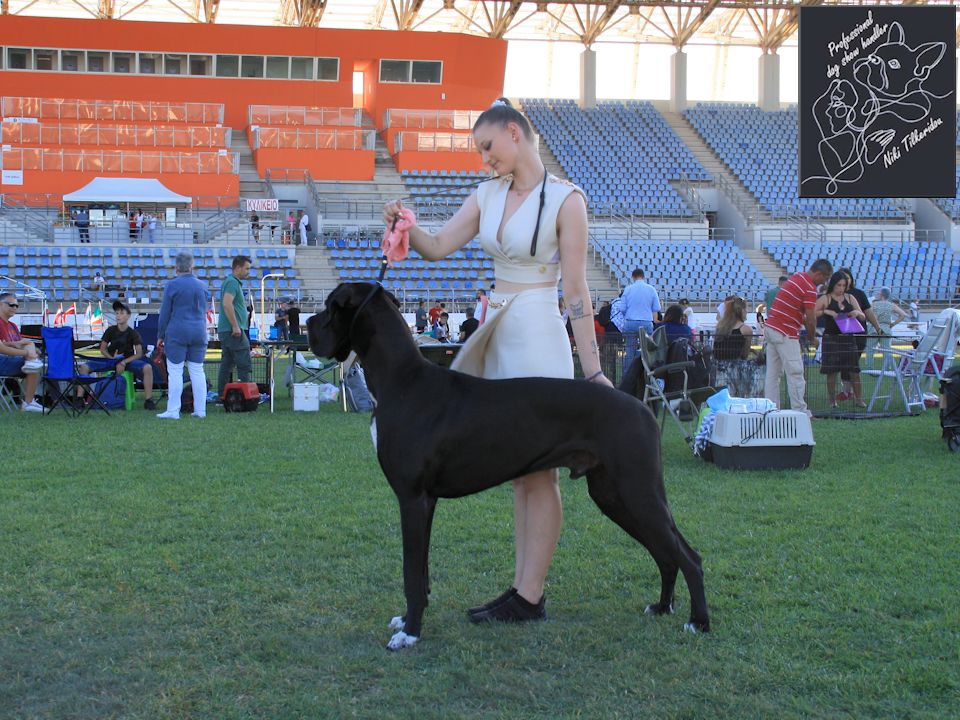 participating in a dog show as handler