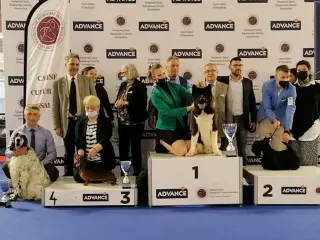 best in show 1st position
με American Akita