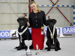 dog show
best of breed
with Cane Corso