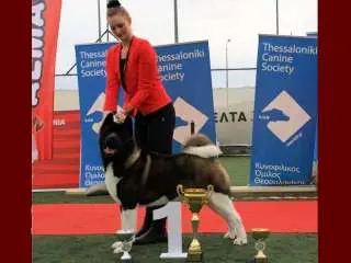 best in show
1st position -
American Akita