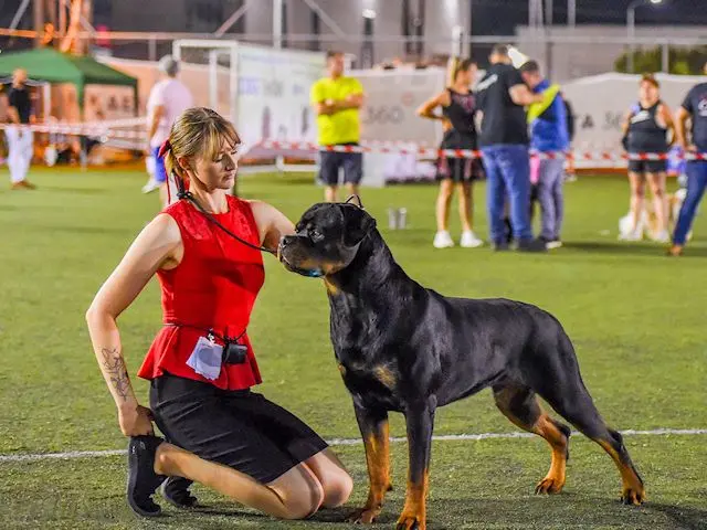 Παρουσίαση rottweiler σε κριτές μορφολογίας σκύλων