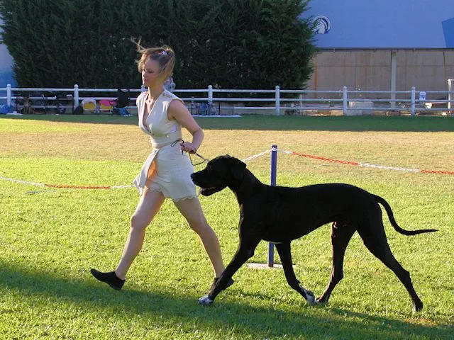 snapshot of the time of dog presentation at dog show